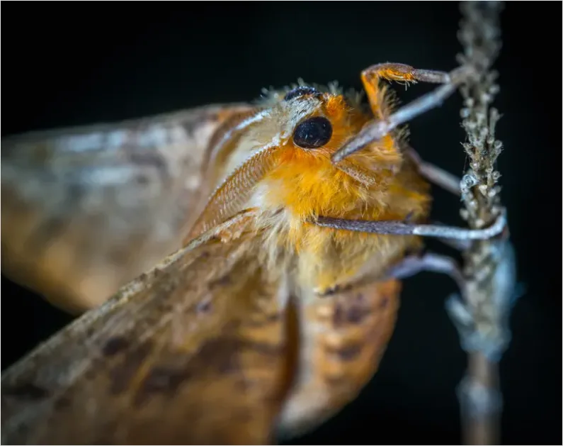 Detail Moth Macro Photo Number 6