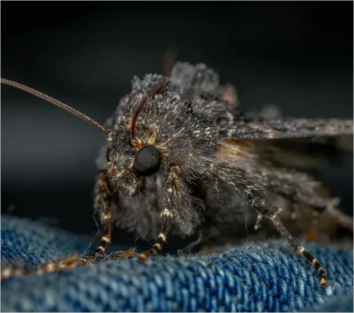 Detail Moth Macro Photo Number 7