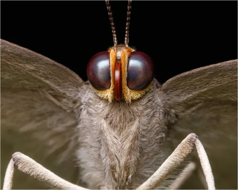Detail Moth Macro Photo Number 8