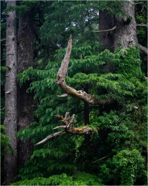 Old Growth Forest Landscape D177