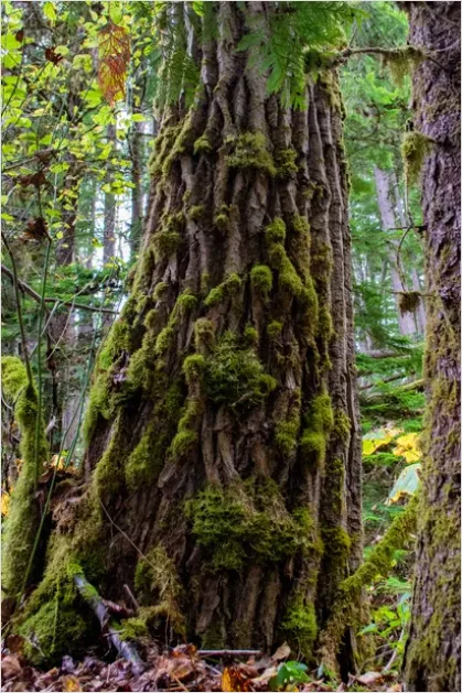 Detail Old Growth Forest Landscape Number 2
