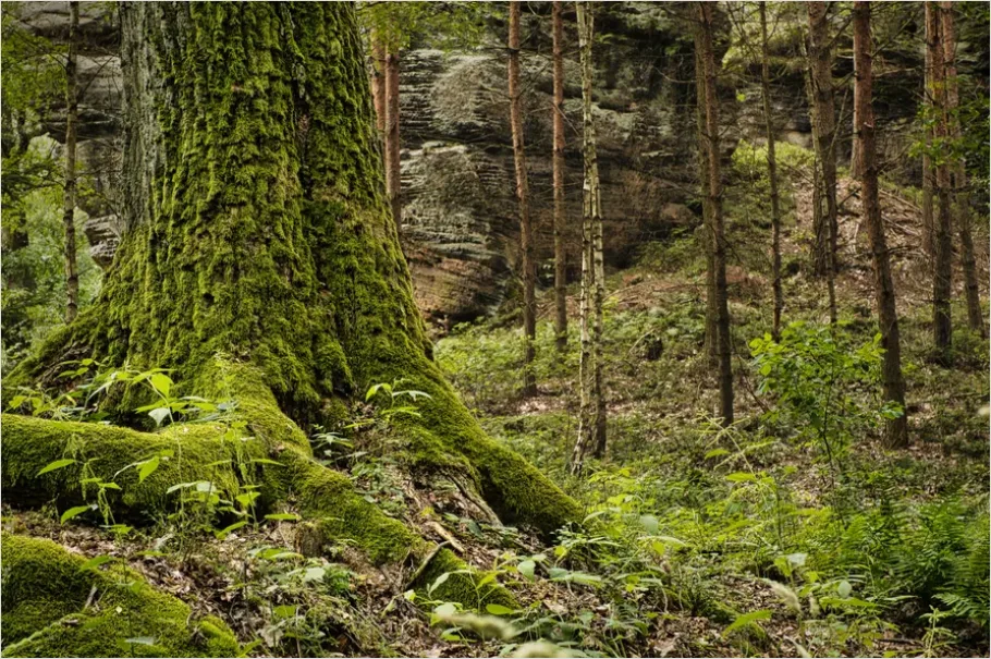 Detail Old Growth Forest Landscape Number 3