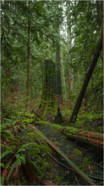 Detail Old Growth Forest Landscape Number 4