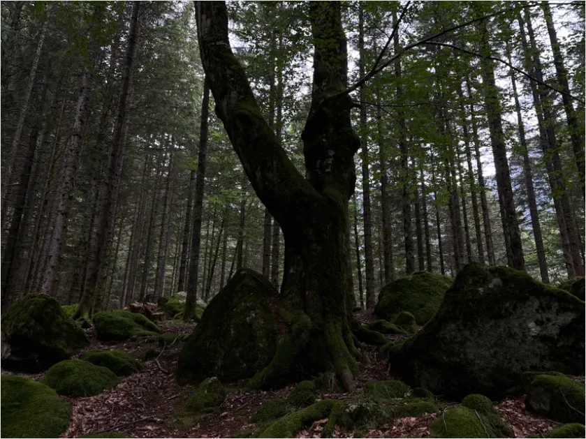 Detail Old Growth Forest Landscape Number 5