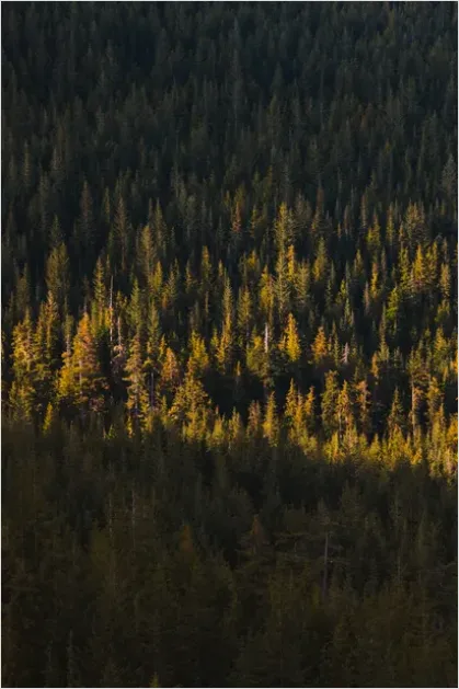 Detail Old Growth Forest Landscape Number 6