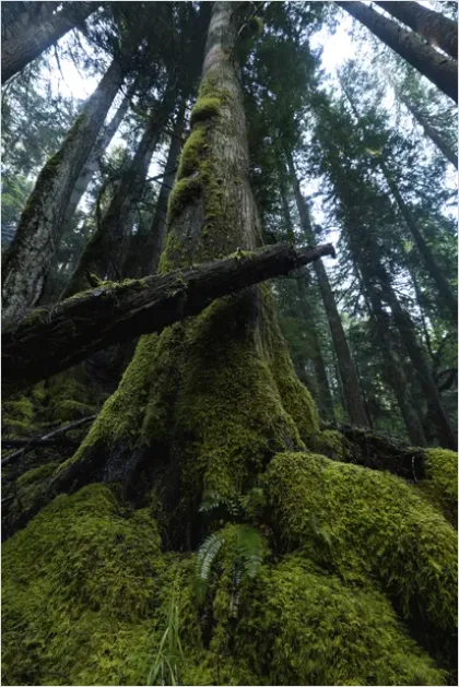 Detail Old Growth Forest Landscape Number 7
