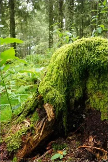 Detail Old Growth Forest Landscape Number 8