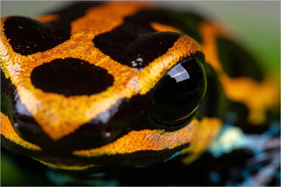 Poison Dart Frog Macro 9a0a