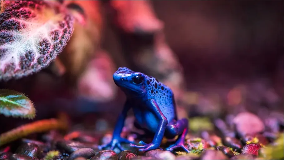 Detail Poison Dart Frog Macro Number 6