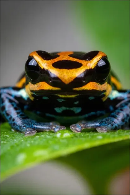 Detail Poison Dart Frog Macro Number 7