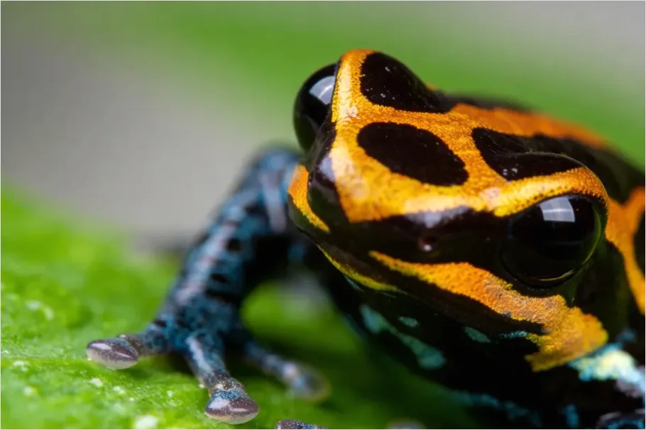 Detail Poison Frog Colorful Macro Number 3