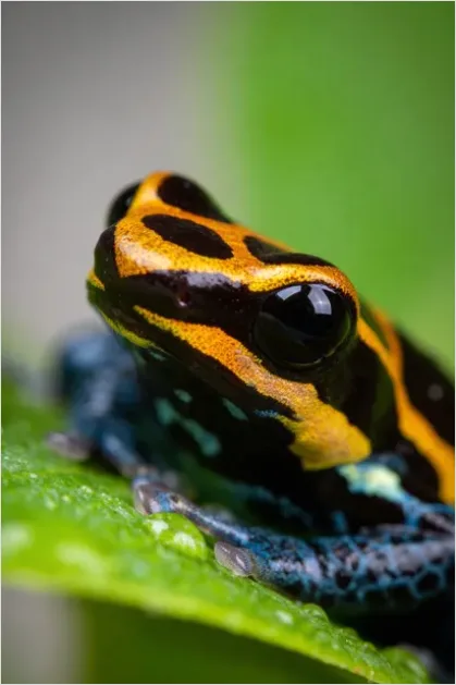 Detail Poison Frog Colorful Macro Number 4