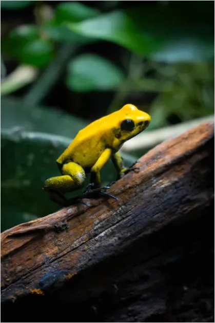 Detail Poison Frog Colorful Macro Number 7