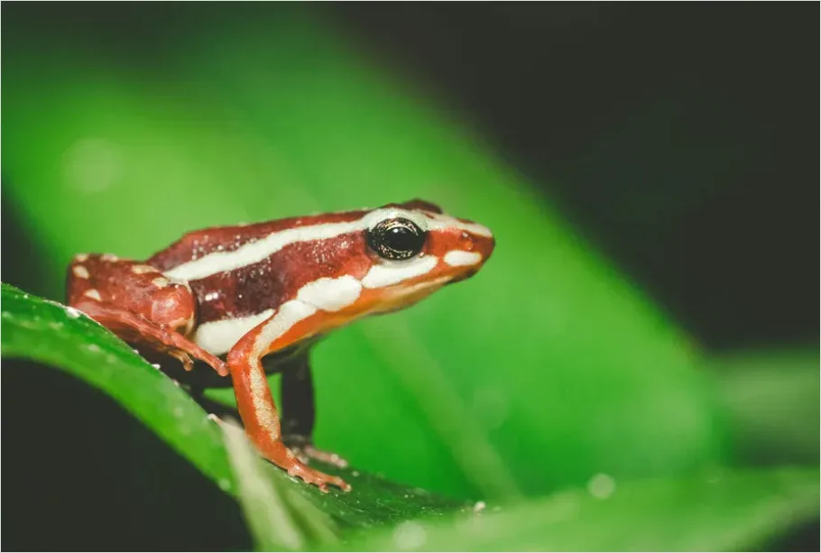 Detail Poison Frog Colorful Macro Number 8