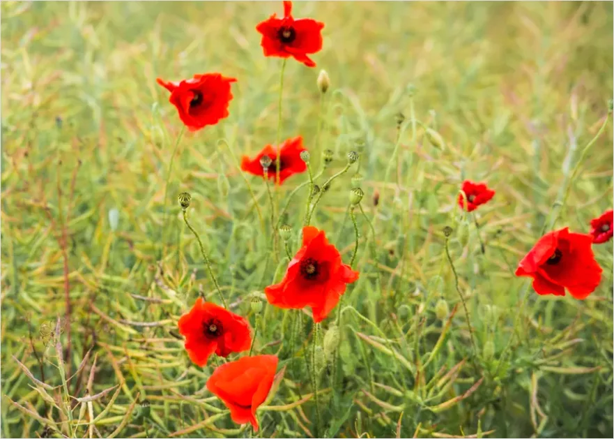 Detail Poppy Field Landscape Photo Number 2