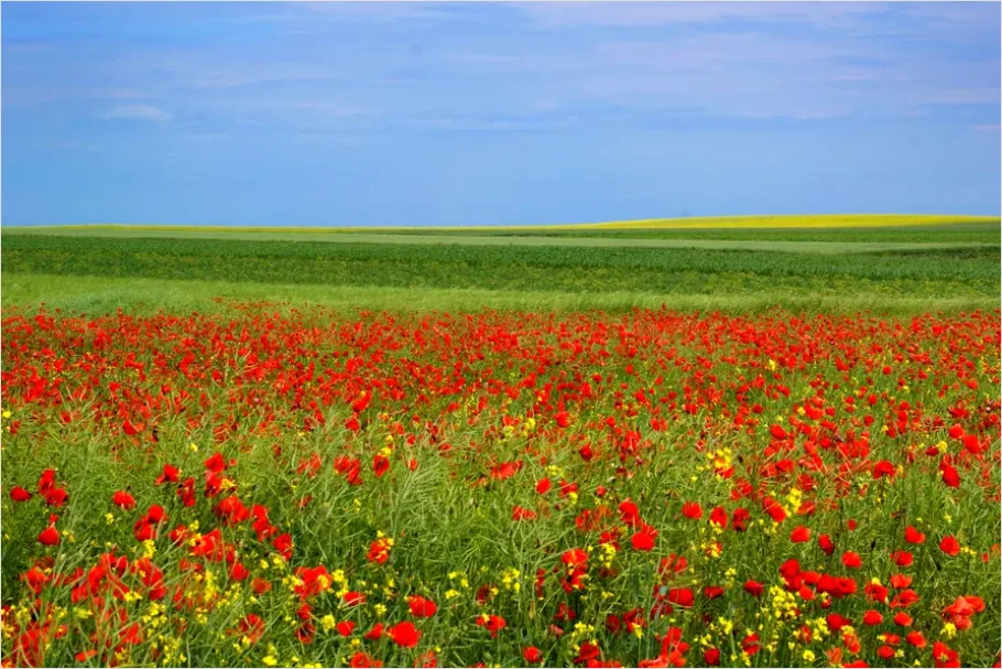 Detail Poppy Field Landscape Photo Number 3