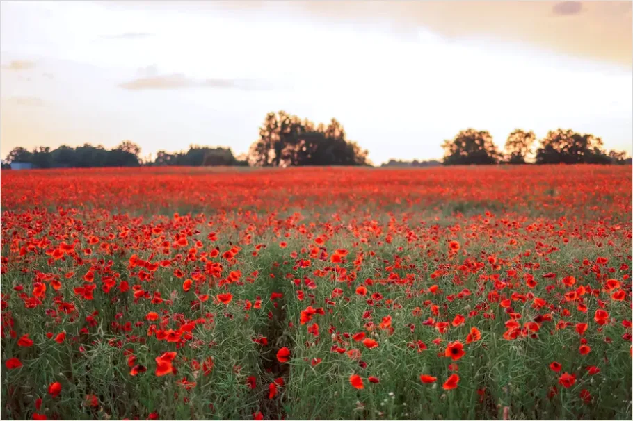 Detail Poppy Field Landscape Photo Number 4