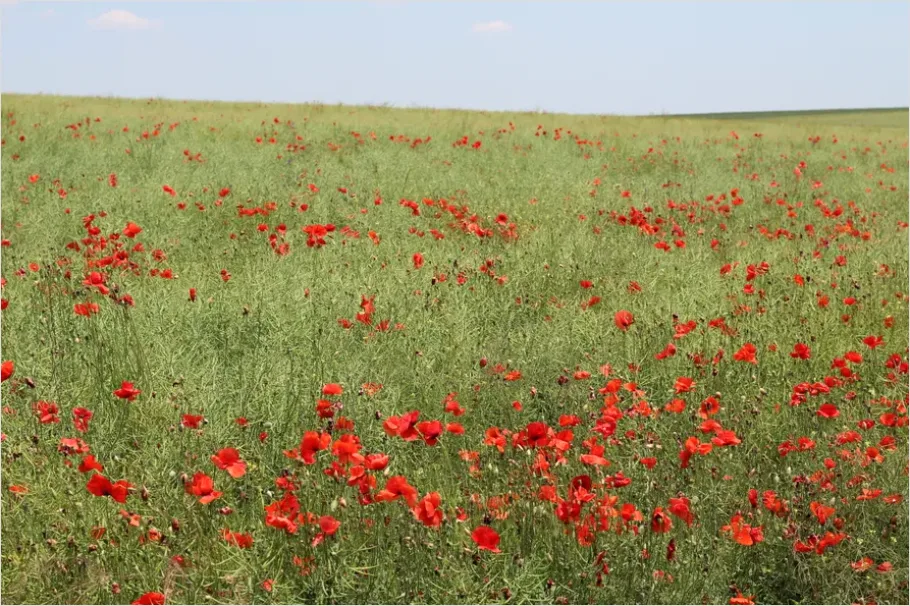 Detail Poppy Field Landscape Photo Number 5