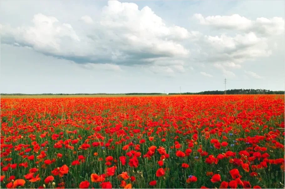 Detail Poppy Field Landscape Photo Number 6