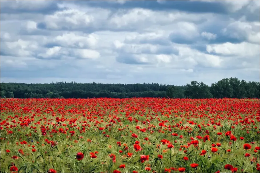 Detail Poppy Field Landscape Photo Number 7
