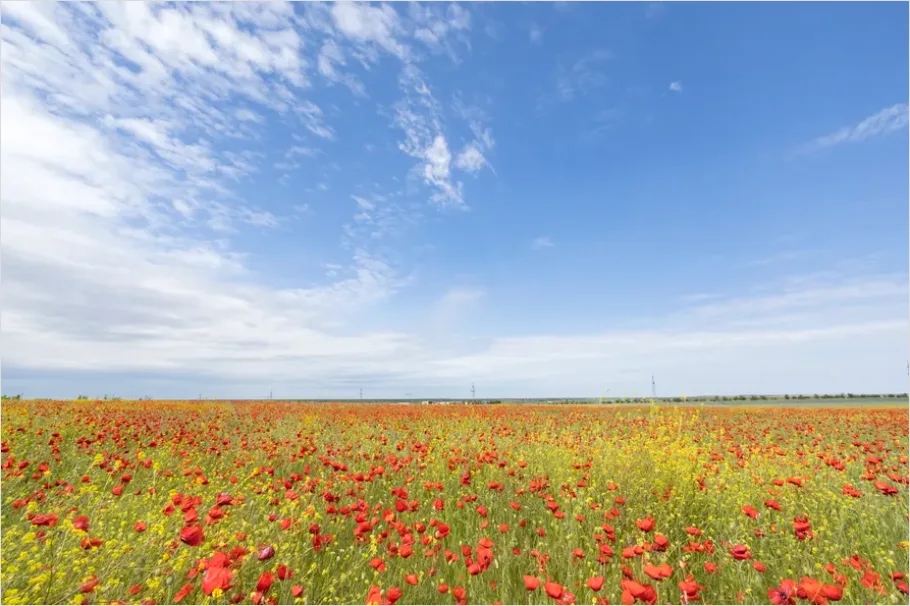 Detail Poppy Field Landscape Photo Number 8