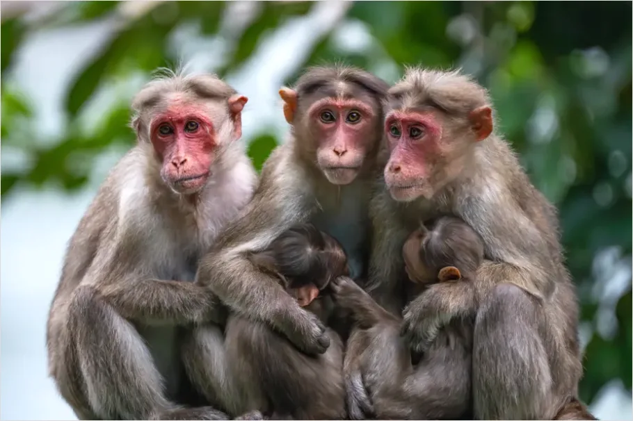 Primate Family Group Photo Ba9e