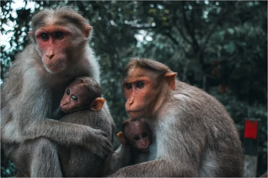Detail Primate Family Group Photo Number 2