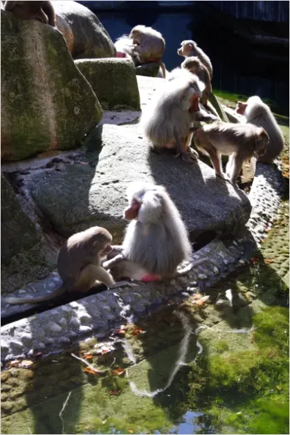 Detail Primate Family Group Photo Number 3