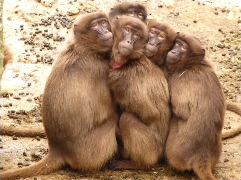 Detail Primate Family Group Photo Number 4