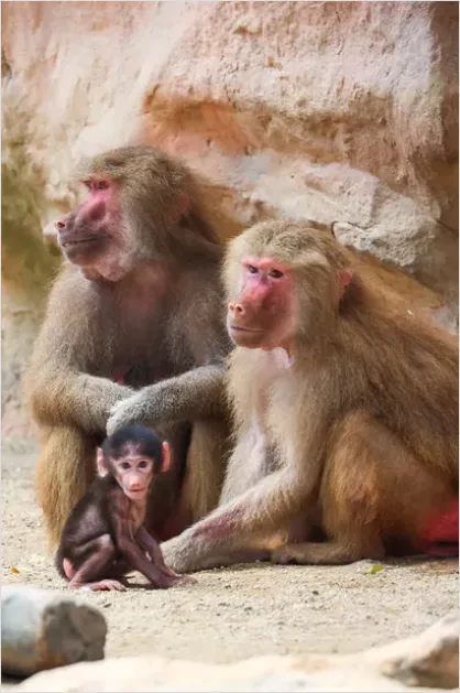 Detail Primate Family Group Photo Number 5