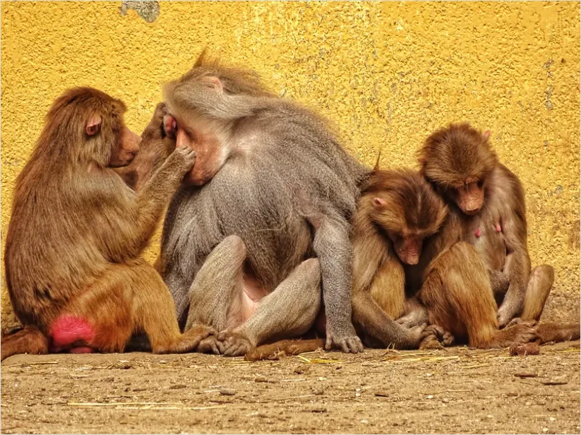 Detail Primate Family Group Photo Number 6