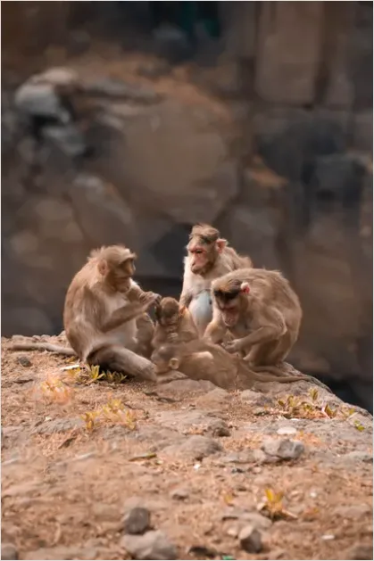 Detail Primate Family Group Photo Number 7