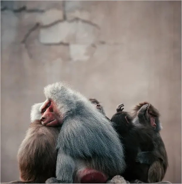 Detail Primate Family Group Photo Number 8