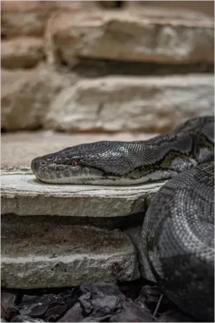 Python Snake Close Up 7a5b