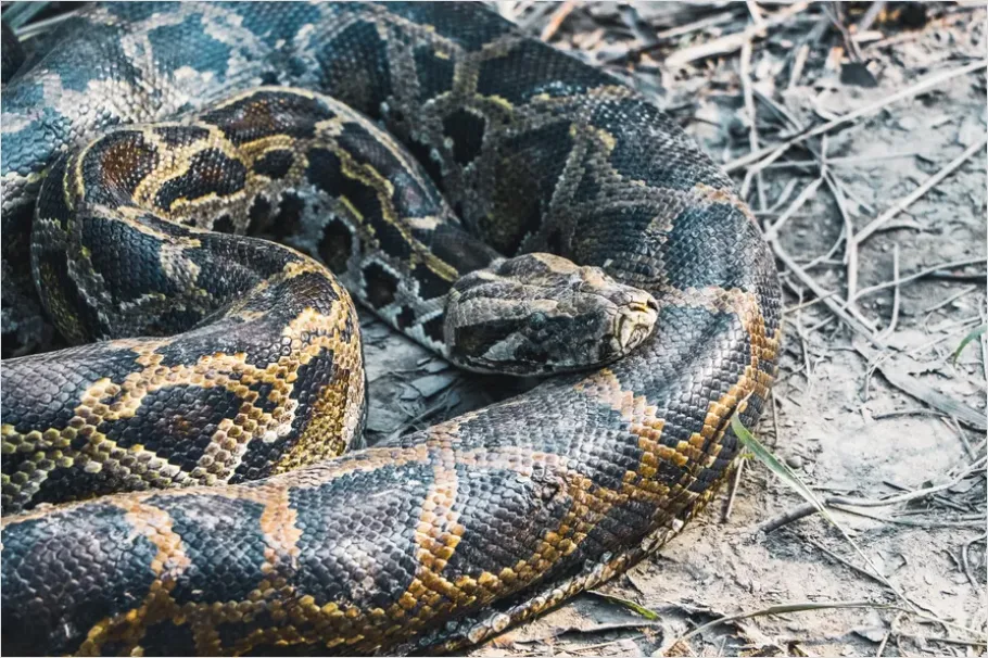 Detail Python Snake Close Up Number 2