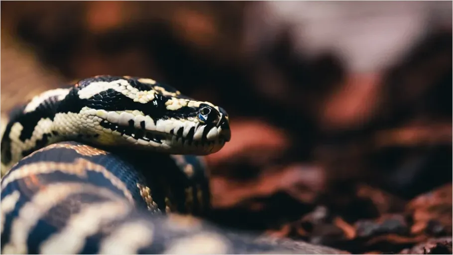 Detail Python Snake Close Up Number 3