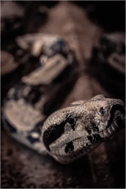 Detail Python Snake Close Up Number 4