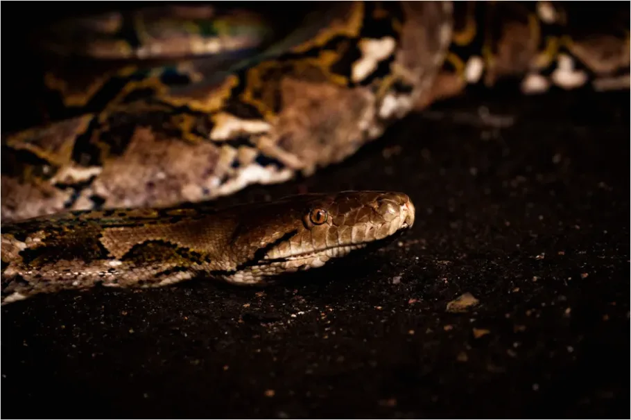 Detail Python Snake Close Up Number 5