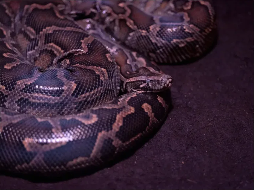 Detail Python Snake Close Up Number 6