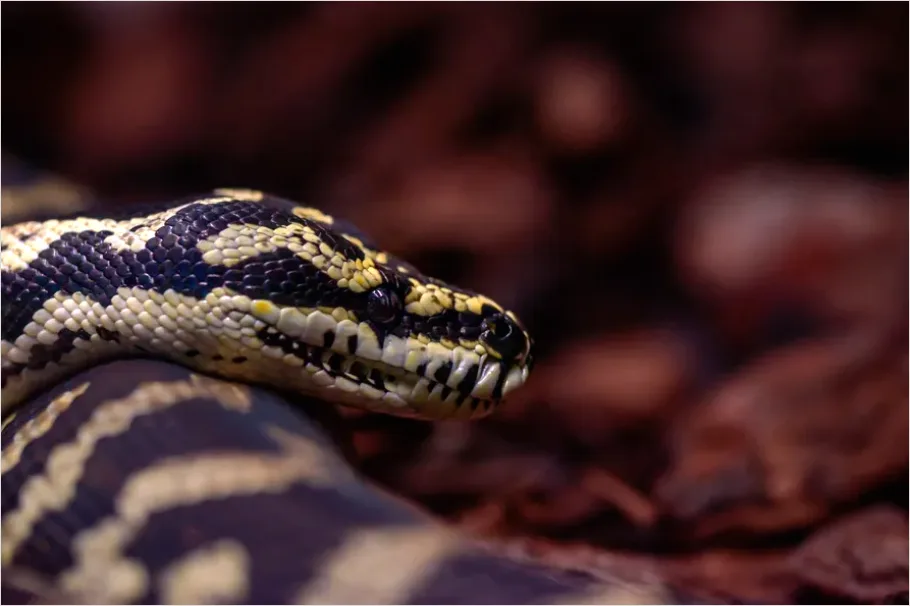 Detail Python Snake Close Up Number 8
