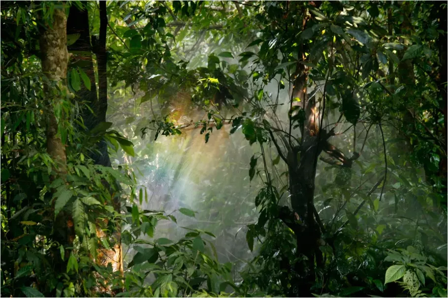 Detail Rainforest Canopy Light Beams Number 2