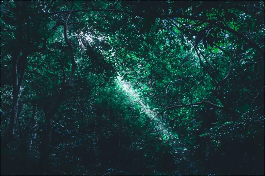 Detail Rainforest Canopy Light Beams Number 3