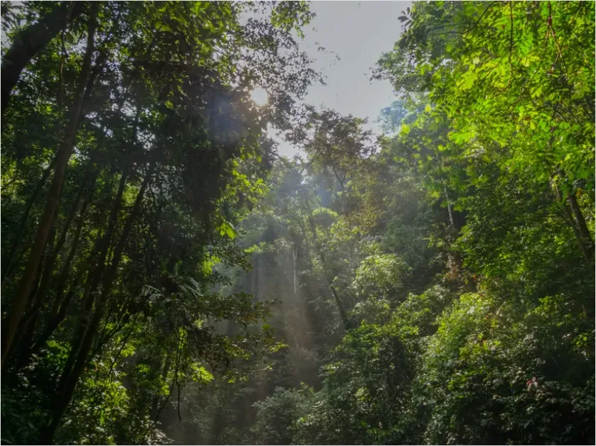 Detail Rainforest Canopy Light Beams Number 4