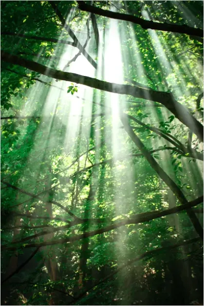 Detail Rainforest Canopy Light Beams Number 5