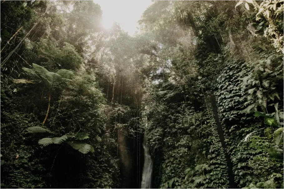 Detail Rainforest Canopy Light Beams Number 6
