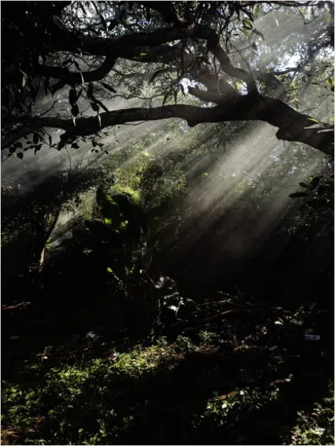 Detail Rainforest Canopy Light Beams Number 7