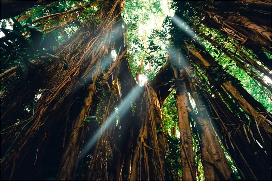 Detail Rainforest Canopy Light Beams Number 8
