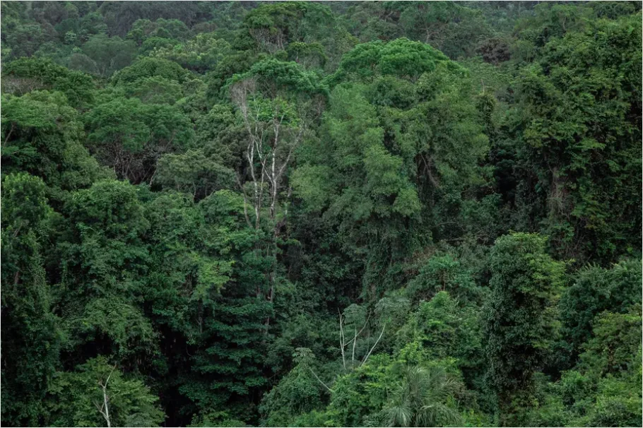 Rainforest Canopy Wildlife Photo 5ea4