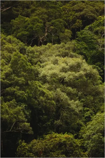 Detail Rainforest Canopy Wildlife Photo Number 2