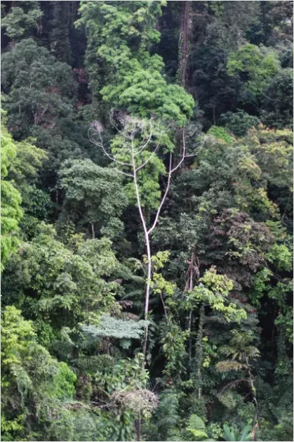 Detail Rainforest Canopy Wildlife Photo Number 3